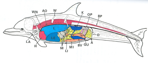 Anatomie der lunge