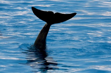 Fluke eines Großen Tümmlers (Foto: Rüdiger Hengl)