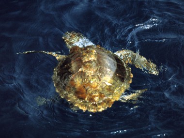 Meeresschildkröte (Foto: Rüdiger Hengl)