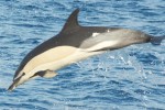 Gemeiner Delfin (Foto: Lobosonda/Madeira)