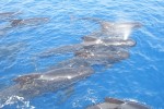 Grindwal-Gruppe im Mittelmeer (Foto: Rivieraline)