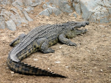 Krokodil in der Serengeti (Foto: Rüdiger Hengl)