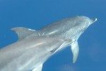 Atlantische Fleckendelfine (Foto: Verena Pecsy)