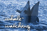 Whale-Watching Whale-Watching