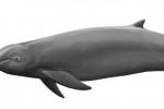 irrawadi-delfinausschnitt