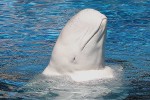 Beluga (Foto: Ulrike Germeshausen (✝)