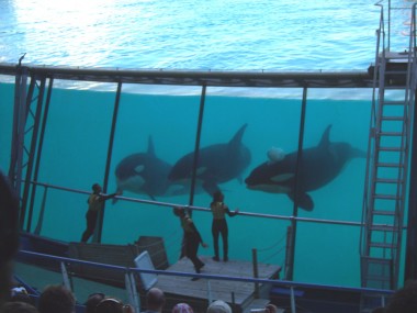 Orcas in Antibes (Foto: Rüdiger Hengl)