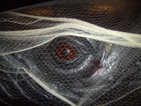 Netze können Walen gefährlich werden (Foto: Susanne Gugeler)