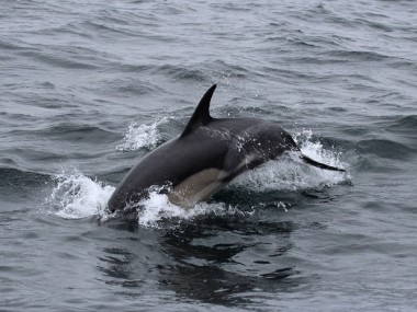 Abtauchender Gemeiner Delfin (Foto: Rüdiger Hengl)