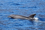 Auf Teneriffa
(Foto: Rüdiger Hengl)