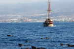 Grindwale auf Teneriffa
(Foto: Rüdiger Hengl)