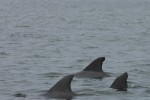 Die Delfine werden anhand der Rückenflossen erkannt.
(Photo by Sarasota Dolphin Research Program, taken under National Marine Fisheries Service Scientific Research Permit)