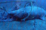Toter Delfin in Netz, LWL Münster
(Foto: Rüdiger Hengl)