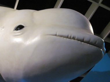 Gesicht eines Belugas (Foto: Susanne Gugeler)