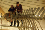 Günther Behrmann (links) beim Montieren des Skeletts (Foto: Natureum)