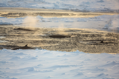 Zwergwale in der Antarktis (Foto: Stefan Hendricks, Alfred-Wegener-Institut)