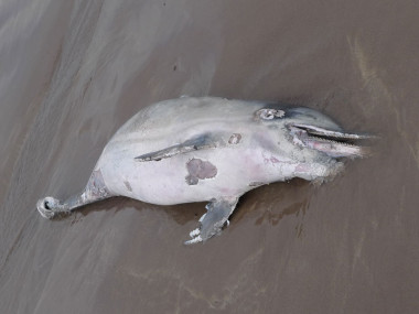 Gestrandeter Delfin in Waterville/Irland (Foto: H.W.)
