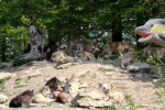 FINN und die Wölfe
(Foto: Rüdiger Hengl)