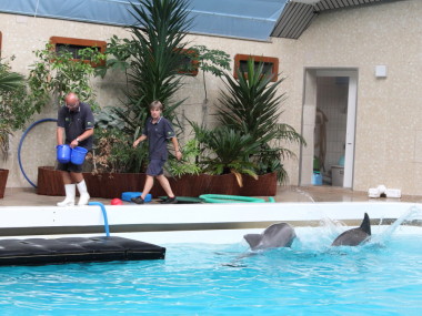 Delfintrainer und Delfine in Aktion (Foto: Rüdiger Hengl)