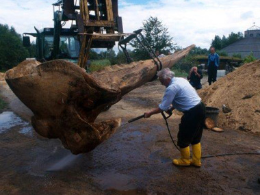 Der 650 kg schwere Schädel wird geborgen (Foto: Natureum)