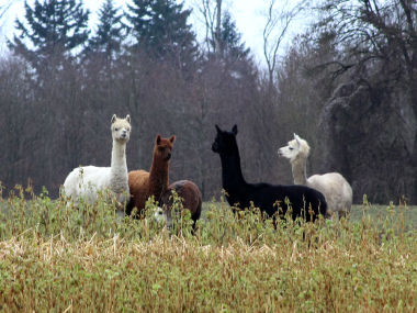 Auch Lamas werden für tiergestützte Therapien eingesetzt. (Foto: Rüdiger Hengl)