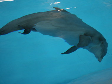 Delfin-Geburt (Foto: Benjamin Schulz)