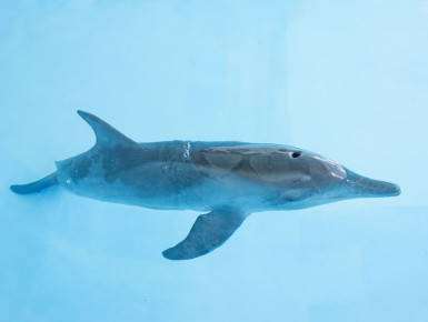 Rauzahndelfin, der von SeaWorld im Juni 2015 gerettet wurde. (Foto: SeaWorld Orlando)