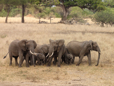 Elefanten in der Serengeti (Foto: Rüdiger Hengl)