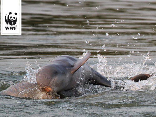 Flussdelfin im Mekong (Foto: WWF)