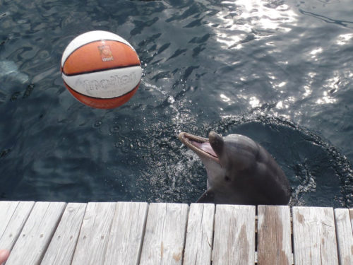 Nami aus dem Nürnberger Tiergarten spielt mit Besucher Ball. (Foto: Oliver Schmid)