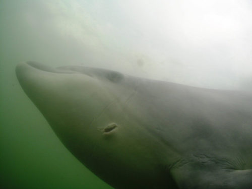 Der verletzte Ostsee-Delfin (Foto: Tauchen & Meer)