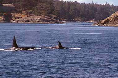 Die Orcas schwimmen in Küstennähe/Vancouer Island (Foto: Susanne Gugeler)
