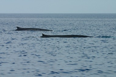 Finnwale (Foto: Rüdiger Hengl)