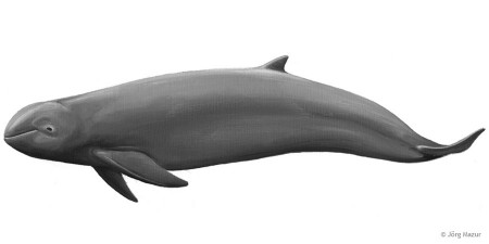 Irawadi-Delfin (Illustration: Jörg Mazur)