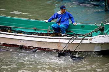 Fischer transportieren Delfine ab (Foto: Boyd Harnell))