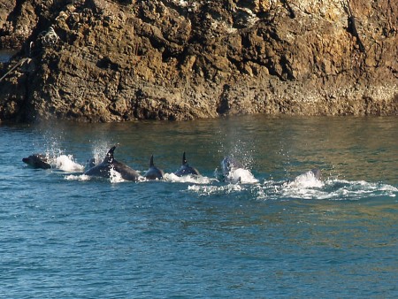 Delfine in der Todesbucht (Foto: Boyd Harnell)