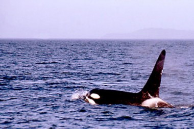 Orca in Vancouver Island (Foto: S. Gugeler)