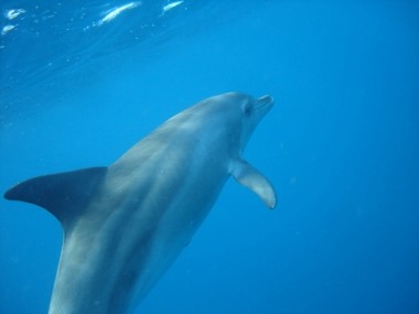 Delfinen unter Wasser begegnen (Foto: SimSim-Reisen)