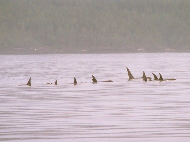 Orcas (Foto: Frank Blache)