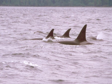 Orcas, ganz aus der Nähe/Kanada (Foto: Frank Blache)