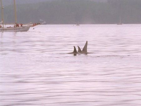 Eine Gruppe Orcas (Foto: Frank Blache)