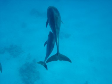 Delfine haben ein "Kuschel-Image". Daher kann man kaum glauben, dass Delfin-Bullen Jungtiere töten. (Foto: SimSim-Reisen)