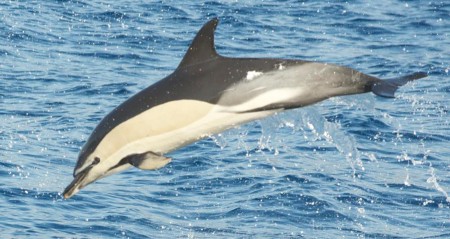 Gemeiner Delfin (Foto: Lobosonda/Madeira)