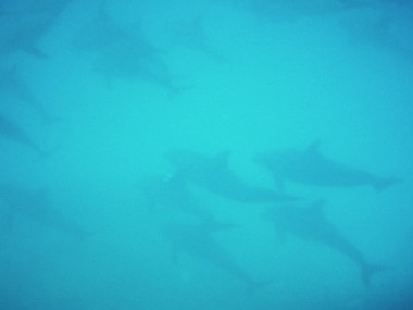 Delfine vor Hurghada (Foto: S. Gugeler)