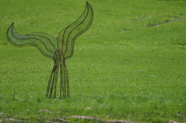 Wal in der Wiese (Foto: Rüdiger Hengl)