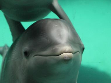 Delfine berühren sich gerne. (Foto: Rüdiger Hengl)