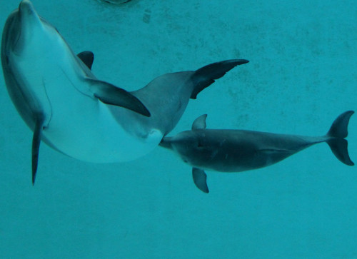 Sunny und Nami (Foto: Rüdiger Hengl)