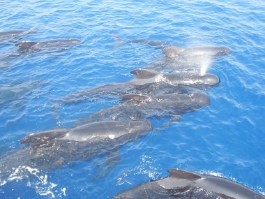 Grindwal-Gruppe im Mittelmeer (Foto: Rivieraline)