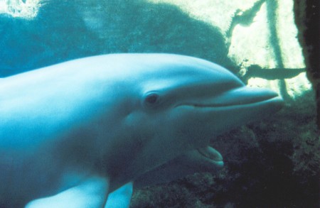 Das Ohr des Delfins befindet sich gleich hinter dem Auge. (Foto: Susanne Gugeler)