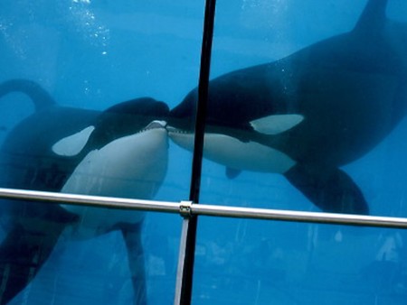 Orcas in Antibes (Foto: Rüdiger Hengl)